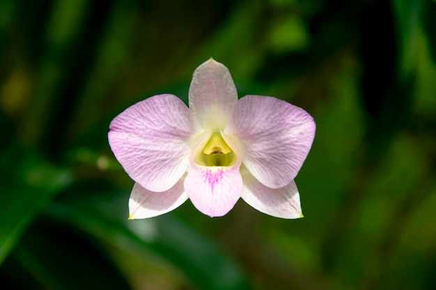 Belle fleur d&#39;orchidée dans le jardin.