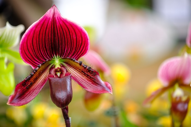 Belle fleur d&#39;orchidée et feuilles vertes dans le jardin