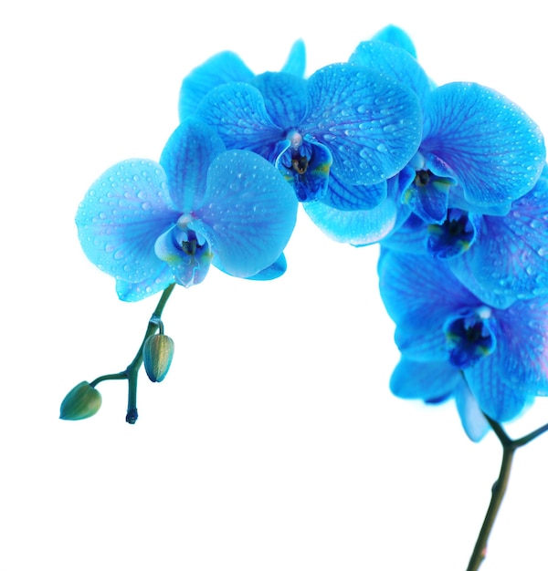 Belle fleur d'orchidée sur fond bleu