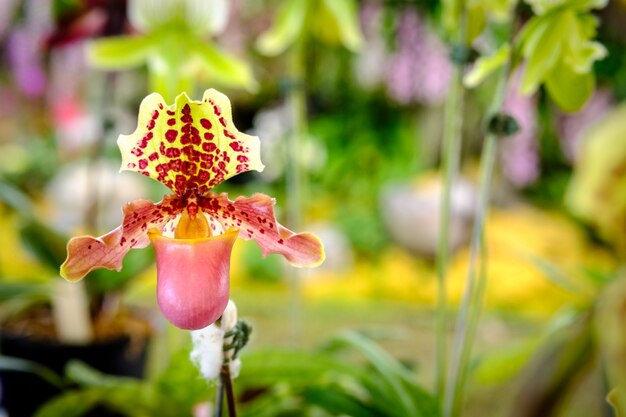 Belle fleur d&#39;orchidée et fond de feuilles vertes