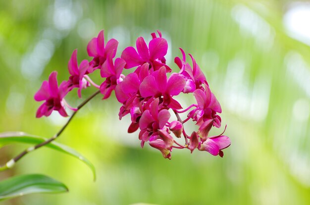 Belle fleur d'orchidée gros plan