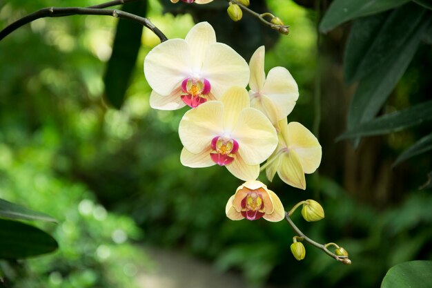 Belle fleur d&#39;orchidée jaune dans le jardin