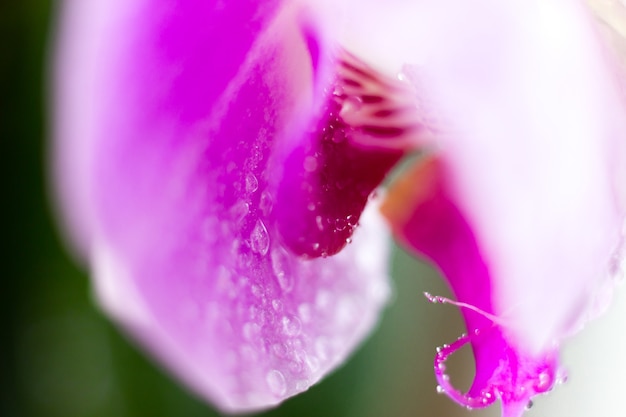 Belle fleur d'orchidée macro. Abstrait naturel flou. Fleurs légères et fragiles avec des gouttes d'eau. photo de haute qualité