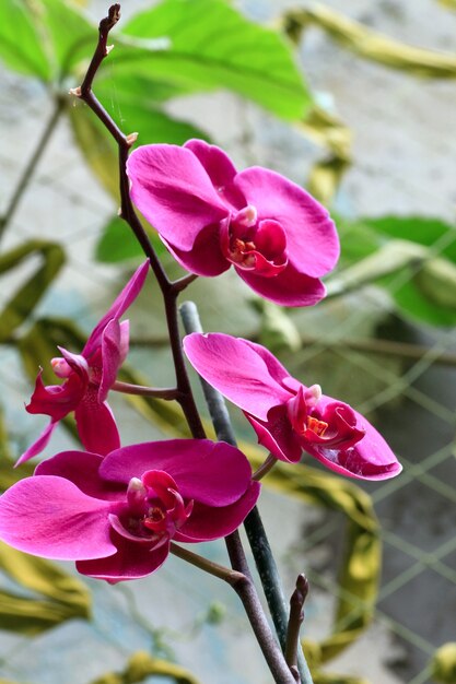 Belle fleur d'orchidée magenta