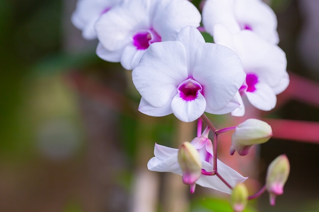 Belle fleur d'orchidée avec naturel