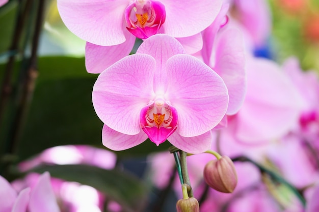 Belle fleur d'orchidée Phalaenopsis qui fleurit dans le jardin fond floral