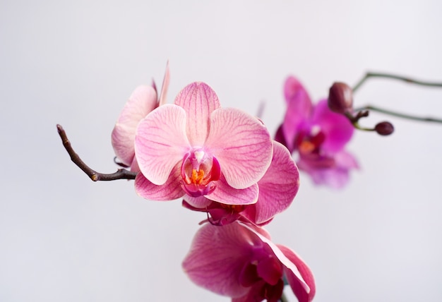 Belle fleur d'orchidée phalaenopsis rose