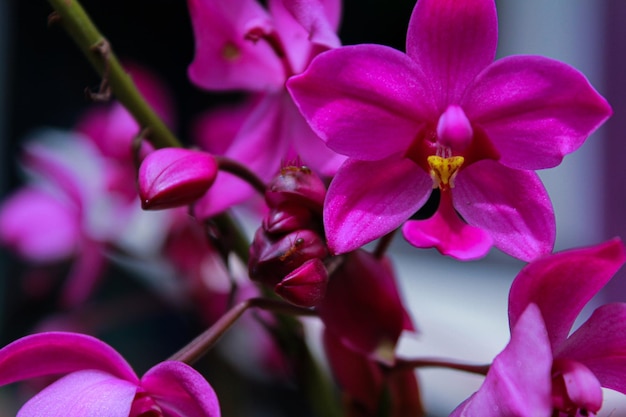 Belle fleur d'orchidée pourpre avec une combinaison de couleurs jaunes au milieu