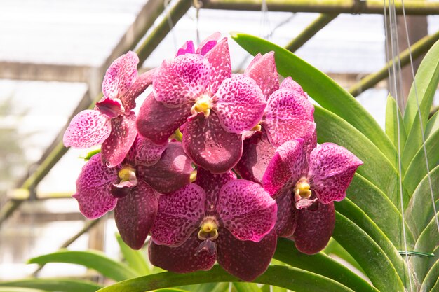 Belle fleur d&#39;orchidée pourpre dans le jardin