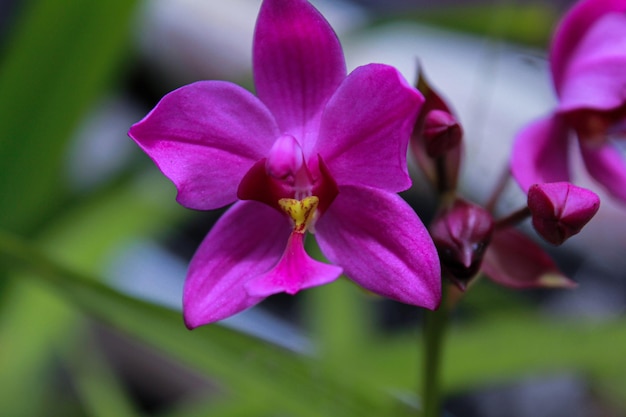 Belle fleur d'orchidée pourpre enchanteur