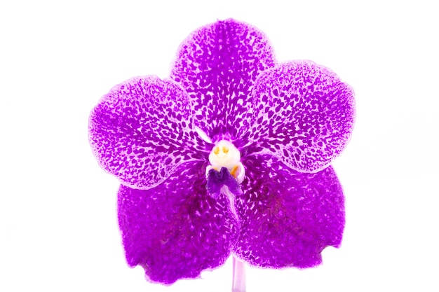 Belle fleur d&#39;orchidée pourpre avec une goutte d&#39;eau isolée sur fond blanc