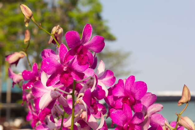 Belle fleur d'orchidée pourpre