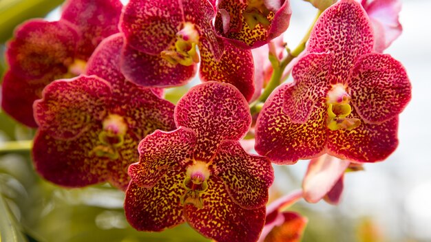 Belle fleur d'orchidée poussant dans le jardin