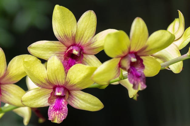 Belle fleur d'orchidée qui fleurit à la saison des pluies Orchidée Dendrobium