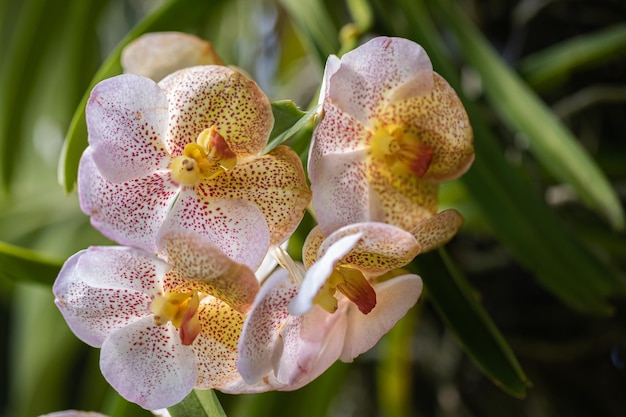 Belle fleur d'orchidée qui fleurit à la saison des pluies Orchidée Vanda