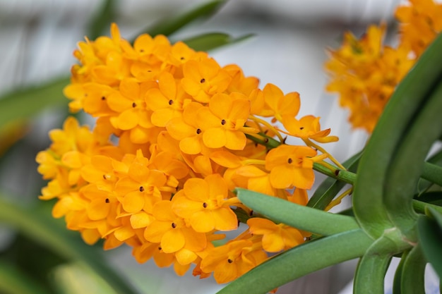 Belle fleur d'orchidée qui fleurit à la saison des pluies Rhynchostylis Orchidaceae