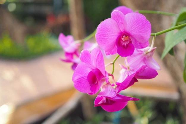 Belle fleur d&#39;orchidée rose dans le jardin au jour d&#39;hiver ou de printemps avec un arrière-plan flou