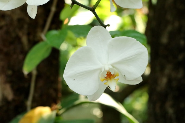 Belle fleur d&#39;orchidée en tropical