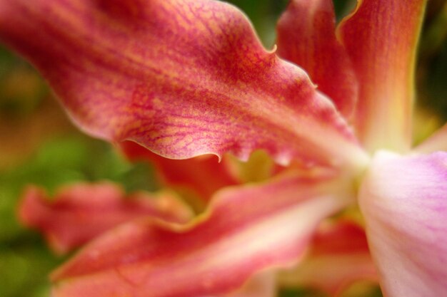 Belle fleur d'orchidée tropicale en gros plan