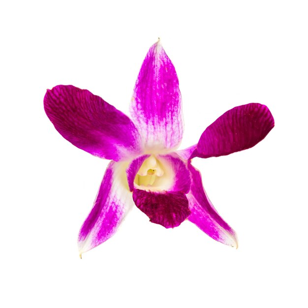 Belle fleur d'orchidée tropicale rose isolée sur fond blanc