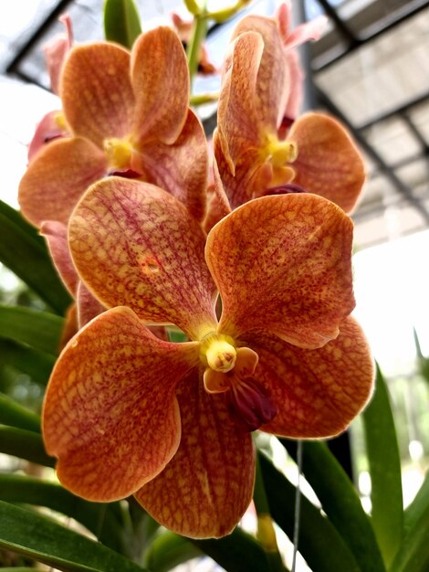 Belle fleur d'orchidée Vanda hookerriana dans le jardin