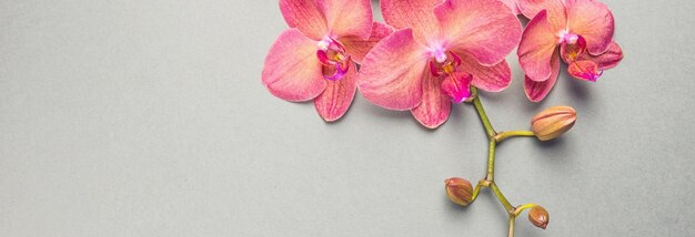 Belle fleur d&#39;orchidée
