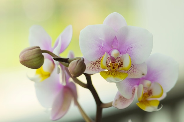 Photo belle fleur d'orchidées pourpres dans le jardin