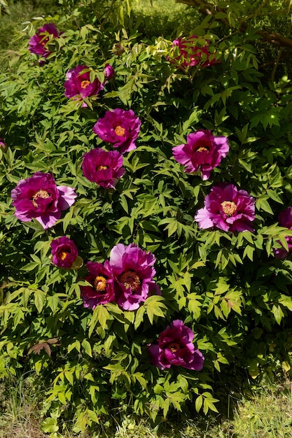 Belle fleur de Paeonia suffruticosa poussant dans le jardin de printemps