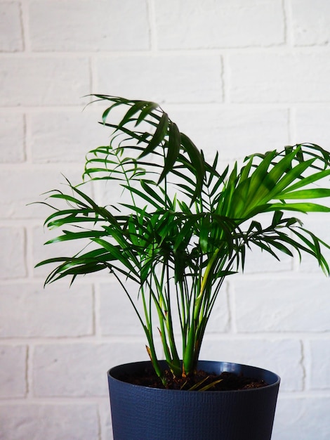 Belle fleur de palmier sur fond de mur blanc. Branches et feuilles de palmier plante domestique dans un intérieur moderne. Le concept de minimalisme.