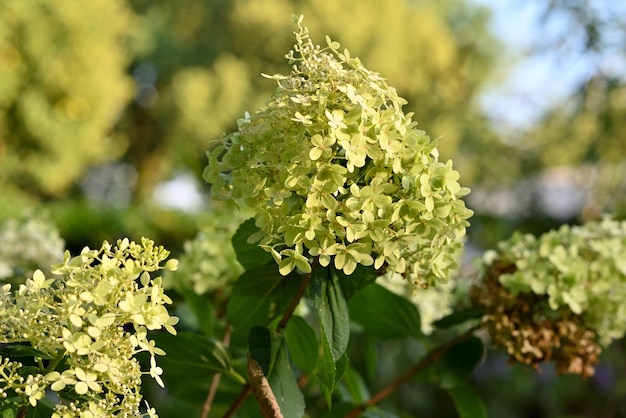 Belle fleur par une journée ensoleillée.