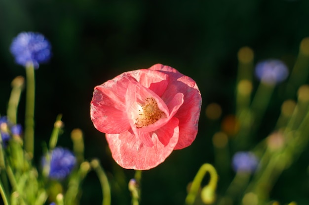 Belle fleur de pavot rose dans un jardin de campagne sauvage Fleurs sauvages en fleurs dans un pré d'été ensoleillé Biodiversité et aménagement paysager de parterres de fleurs de jardin Bannière d'été