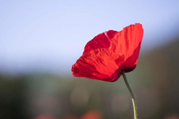 Belle fleur de pavot