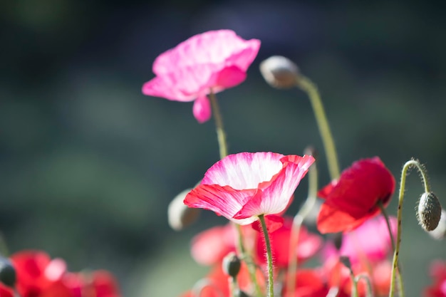 Belle fleur de pavot