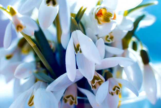 Belle fleur de perce-neige.