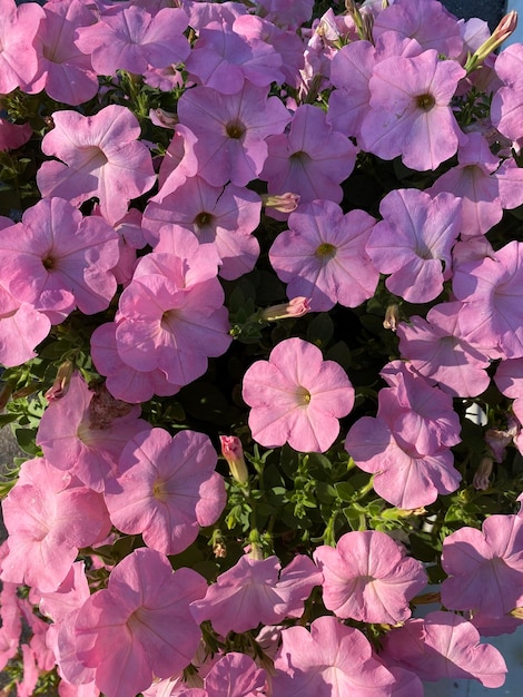 Belle fleur de pétunia Fleur de pétunia rose avec des bourgeons ouverts Le pétunia est une fleur d'été lumineuse