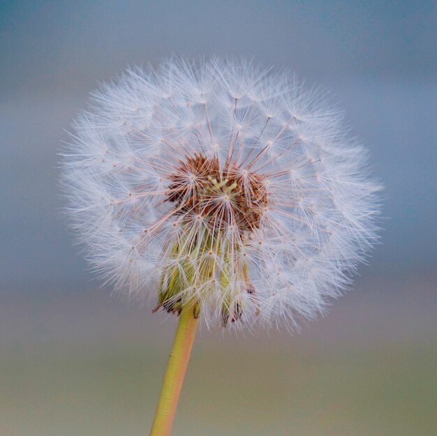 la belle fleur de pissenlit dans le jardin dans la nature