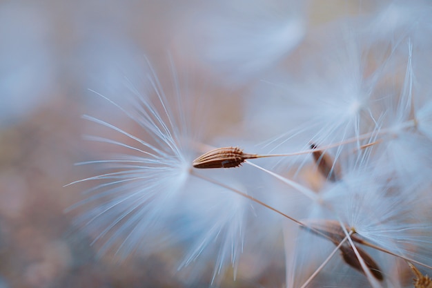 la belle fleur de pissenlit dans le jardin dans la nature