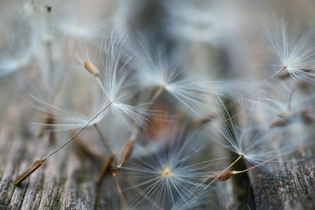 la belle fleur de pissenlit dans le jardin dans la nature