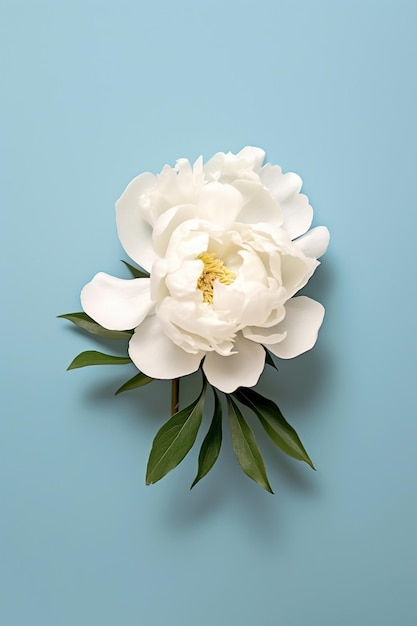 Belle fleur de pivoine blanche pour catalogue ou boutique en ligne Concept de boutique florale Beautif Generative AI