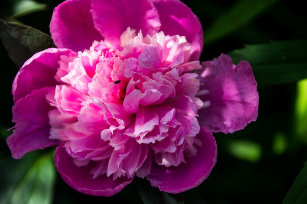 Belle fleur de pivoine dans le jardin