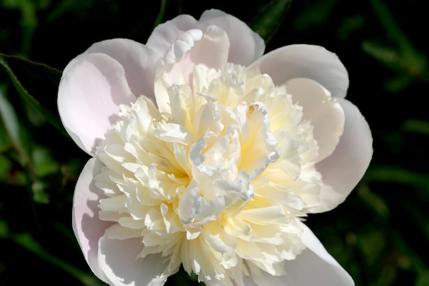 Belle fleur de pivoine en fleurs