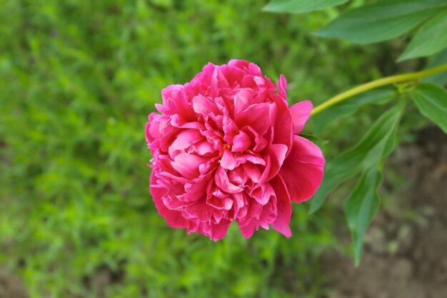 Belle fleur de pivoine en gros plan de jardin