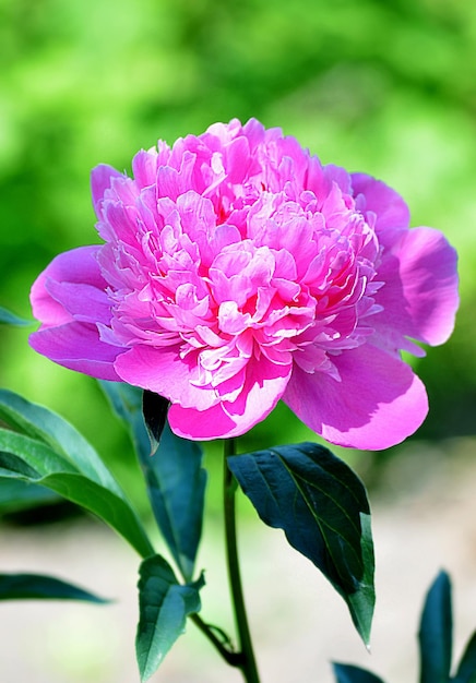 Belle fleur de pivoine poussant dans le jardin