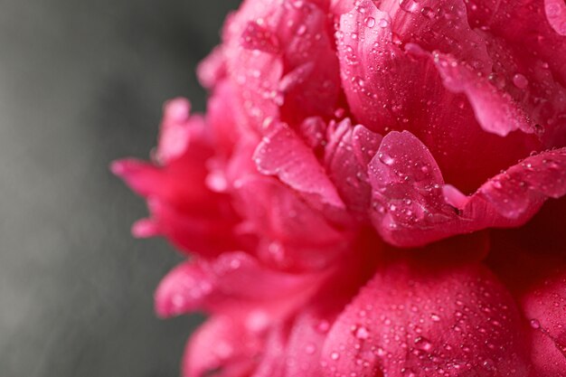 Belle fleur de pivoine rose avec des gouttes d'eau