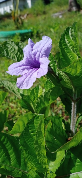 La belle fleur de plante