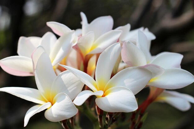 Une belle fleur de plumeria sur l'arbre