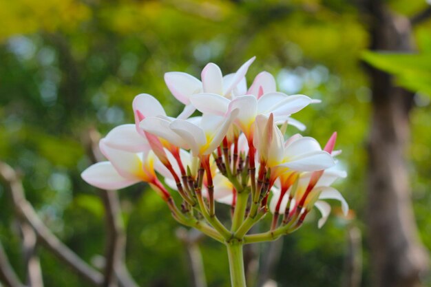 Une belle fleur de plumeria sur l'arbre