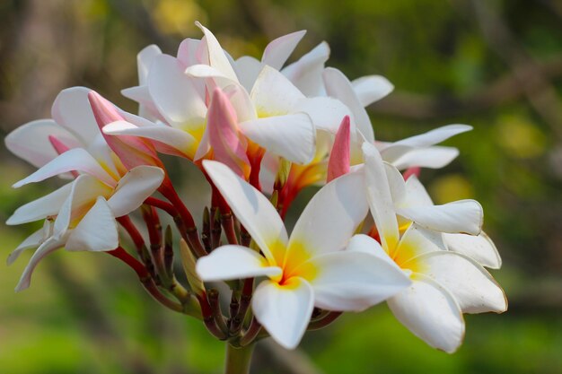 Une belle fleur de plumeria sur l'arbre