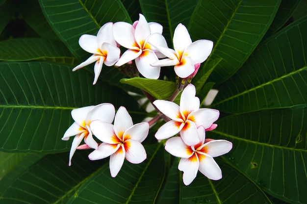 Belle fleur de plumeria blanche