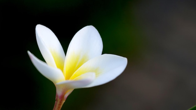 Une belle fleur - Plumeria ou Frangipani.